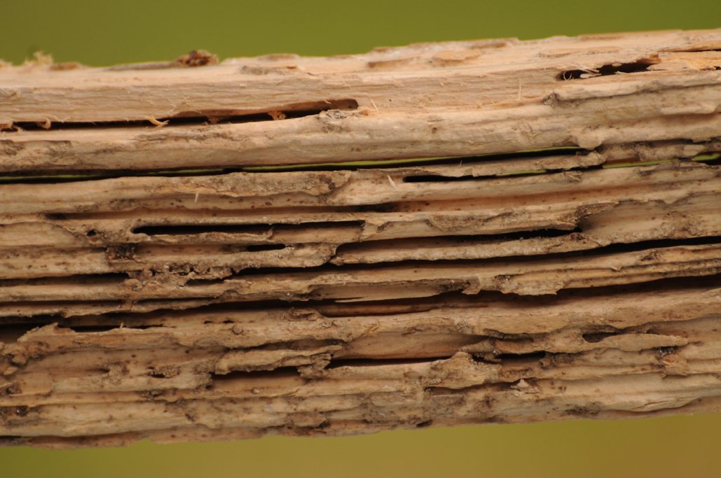 wood-termite